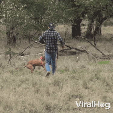 Man Rescues A Dog From Kangaroo Viralhog GIF - Man Rescues A Dog From Kangaroo Viralhog Man Saves A Dog From A Kangaroo GIFs