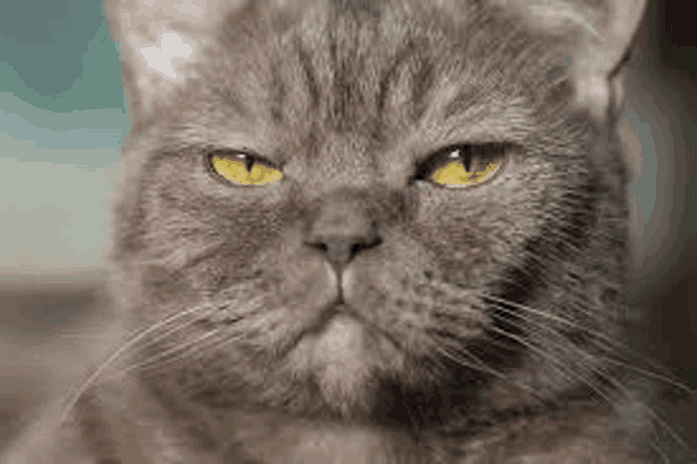 a close up of a gray cat 's face with yellow eyes looking at the camera .