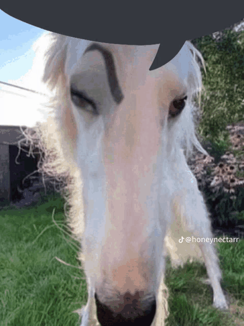 a white horse with a black eyebrow is standing in a field