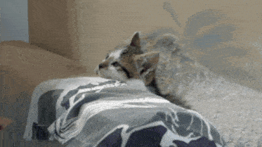 a cat is wrapped in a blanket and looking at the camera