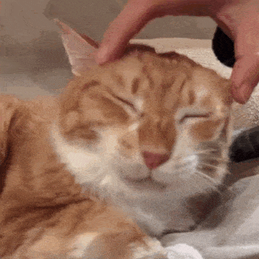 a close up of a person petting a cat 's head .