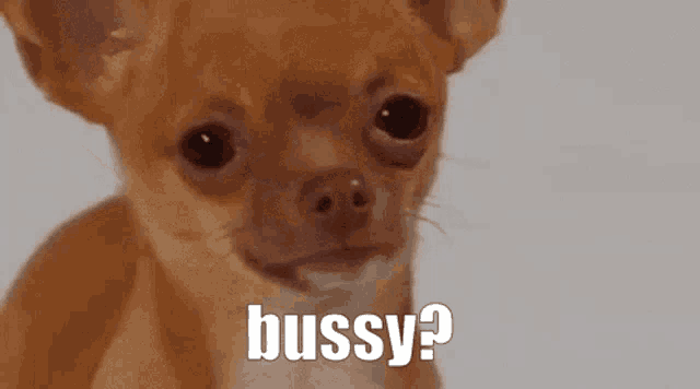 a small brown chihuahua dog is looking at the camera and says busy .