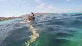 Anchovy GIF - Scuba Diving Summer Vibes Under Water GIFs