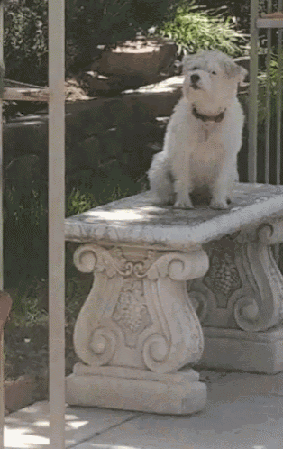 a small white dog is sitting on a stone bench outside