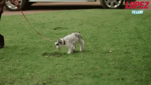 George And Benny GIF - George Lopez Dog Walk Cute Dog GIFs