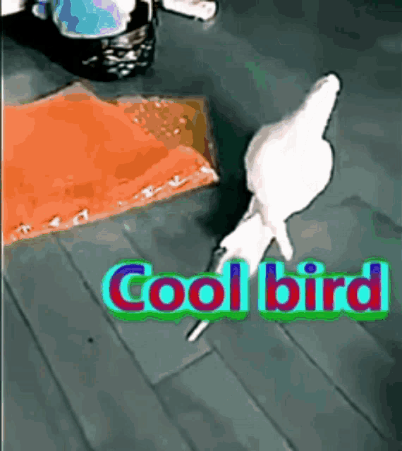 Cool Bird Cool GIF - Cool Bird Cool Bird GIFs