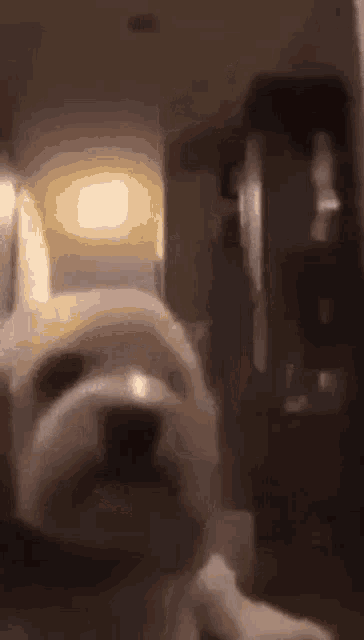 a small white dog is laying down on a table in a dark room .