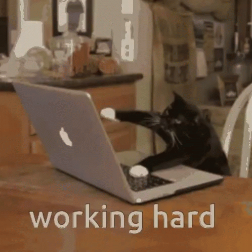Working Cat Cat GIF - Working Cat Cat Sending Email Asap GIFs