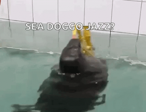 Jazz Seal GIF - Jazz Seal Sea Doggo Jazz GIFs