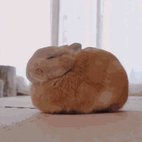 a brown rabbit is curled up in a ball and sleeping on the floor .