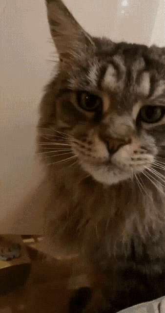 a close up of a cat 's face with a box of cat food behind it