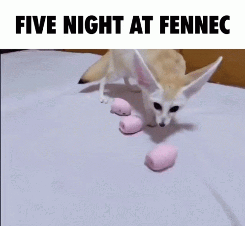 Fennec Fennec Fox GIF - Fennec Fennec Fox Fox GIFs