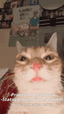 a cat 's face is shown with a caption that says proveren by sakura status proverki ne proshel