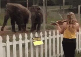 a woman playing a violin in front of two elephants behind a fence
