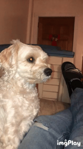 What Dog GIF - What Dog Wtf Is Going On GIFs