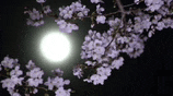 a full moon shines brightly through the branches of a cherry blossom tree .