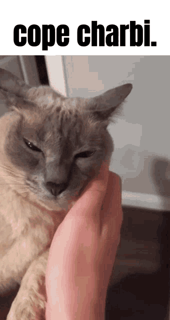 a person petting a cat with the words cope charbi on the bottom