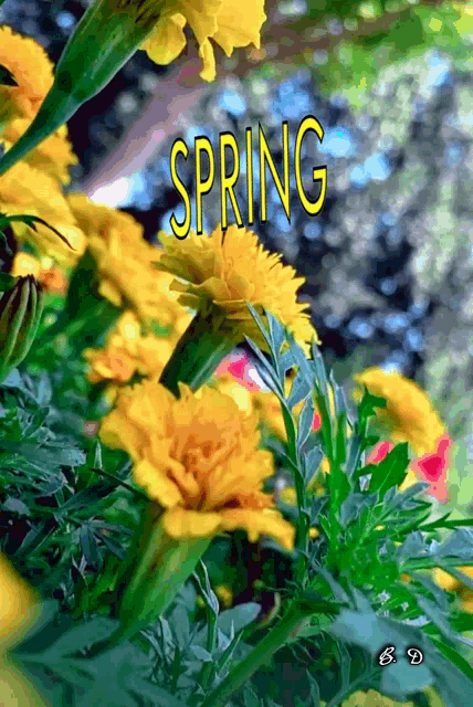 a bunch of yellow flowers with the word spring written above them