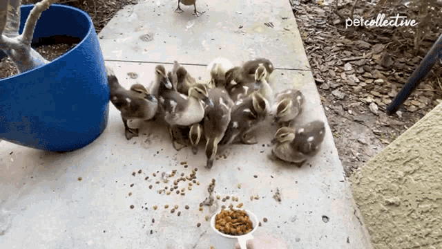 a group of ducklings are being fed by a person and the word petcollective is on the bottom right