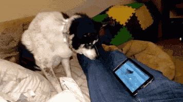 a black and white dog standing on a bed next to a person 's leg and a cell phone