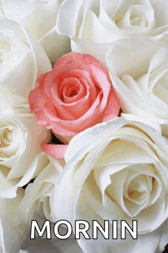 a bunch of white roses with a pink rose in the middle and the word mornin below it