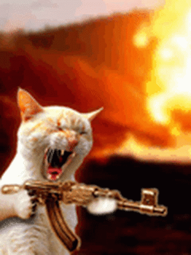ยิงแม่ง Cat GIF - ยิงแม่ง Cat Rifle GIFs