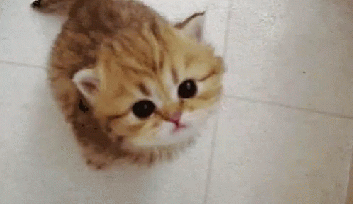 Miau Cute Cat GIF - Miau Cute Cat Meow GIFs