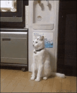 Cat Stand GIF - Cat Stand No GIFs