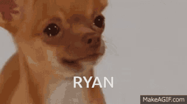 a small brown dog with the name ryan written on its face
