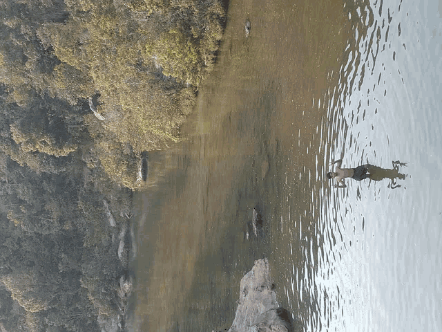 a person is swimming in a body of water