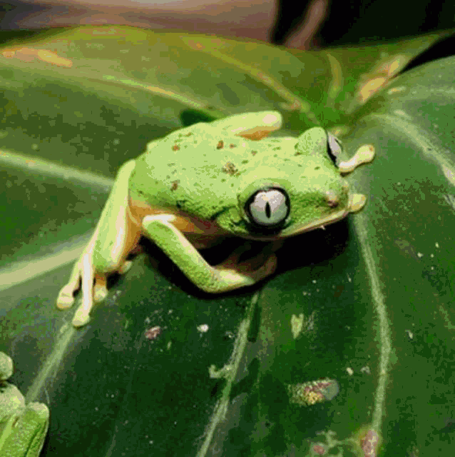 a green frog is sitting on top of a green leaf