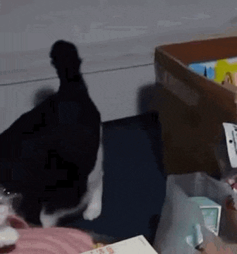 a black and white cat is standing next to a cardboard box on the floor .
