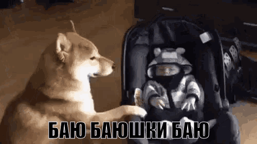 a dog is holding a baby in a stroller .
