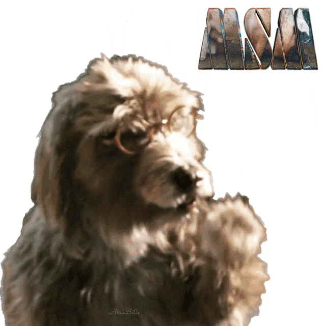a picture of a dog with glasses and the word anna in the background