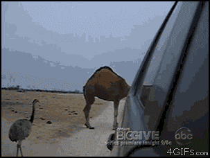 a picture of a camel standing next to a car with abc written on the bottom