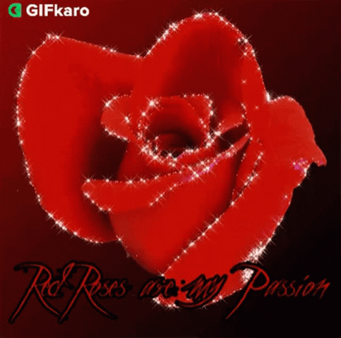 Red Roses Are My Passion Gifkaro GIF - Red Roses Are My Passion Gifkaro I Love Red Roses GIFs