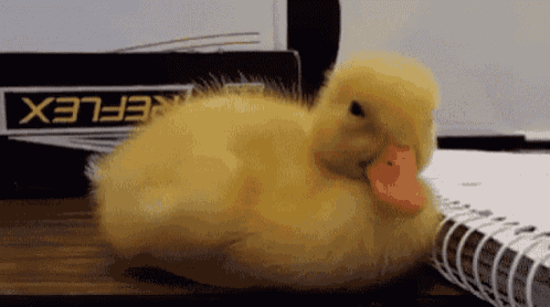 Sleeping Duck GIF - Sleeping Duck GIFs