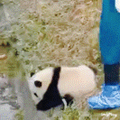 a panda bear is standing next to a person wearing blue shoe covers