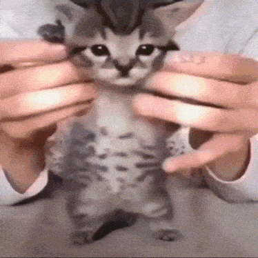 a person is holding a kitten with a tattoo on their finger that says sx