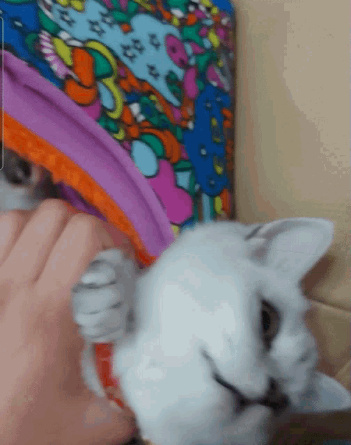 a white cat with a red collar is being held by a person