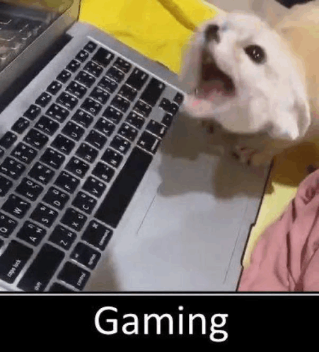 a small white dog is sitting on top of a laptop computer .