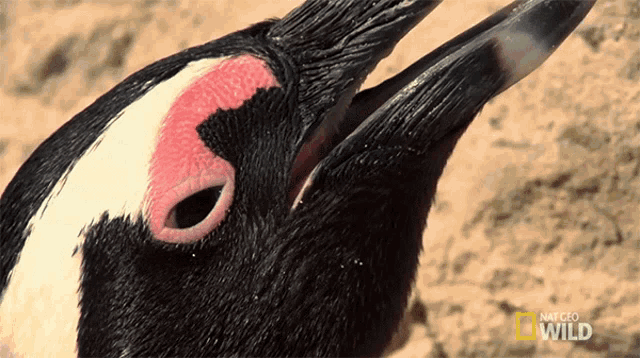 a close up of a penguin 's face with a national geographic wild logo in the background