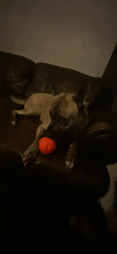 a dog laying on a couch with a red ball in its mouth