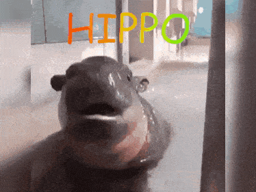 Hippo Hippopotamus GIF - Hippo Hippopotamus Hungry GIFs