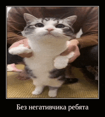 a cat is being held in someone 's arms with the caption " без негативчика ребята " below it