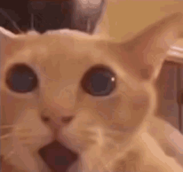 Cat Shocked GIF - Cat Shocked Big Eyes GIFs