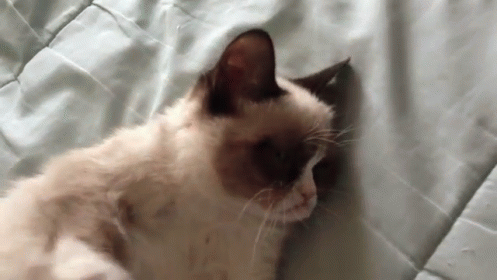 Grumpy Cat Attacks GIF - Grumpy Cat Tired GIFs