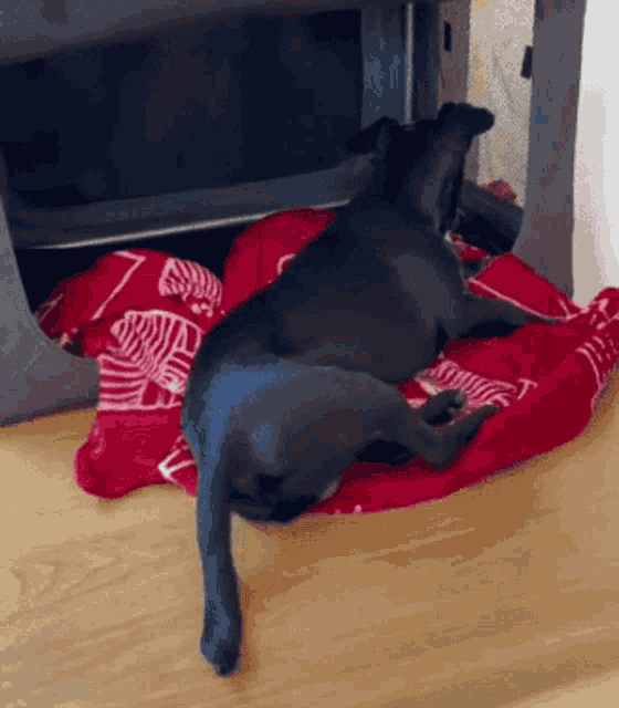 a dog laying on a red blanket with a zebra print