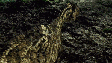 a close up of a leopard 's fur with a blurred background