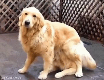 Golden Retriever Dogs GIF - Golden Retriever Dogs Puppies GIFs